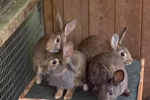 Bramble, Bracken, Herbie and Willow are beautiful 14-week-old babies who will be rehomed in pairs.
Their mum was a domestic lionhead rabbit and the dad a wild bun who broke into the garden!
These buns are shy and flighty so a quiet, experienced and patient home is essential.