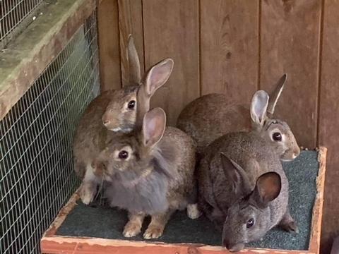 Bramble, Bracken, Herbie and Willow are beautiful 14-week-old babies who will be rehomed in pairs.
Their mum was a domestic lionhead rabbit and the dad a wild bun who broke into the garden!
These buns are shy and flighty so a quiet, experienced and patient home is essential.