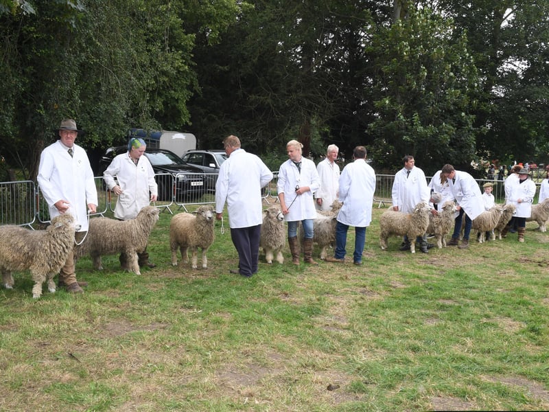 Lincoln Longwool judging EMN-210726-122144001