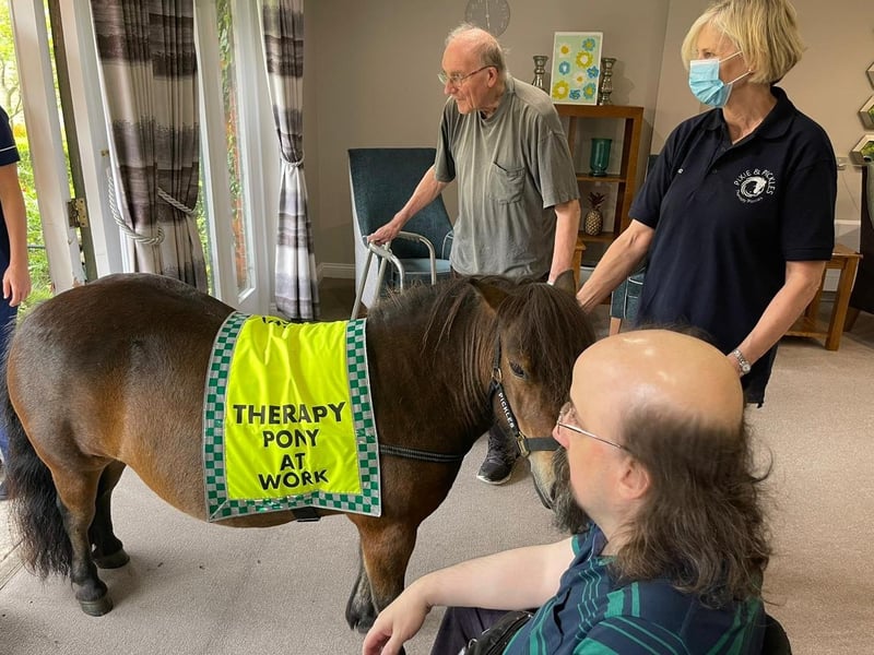 Therapy ponies visit Barchester Longueville Court residents door to door.