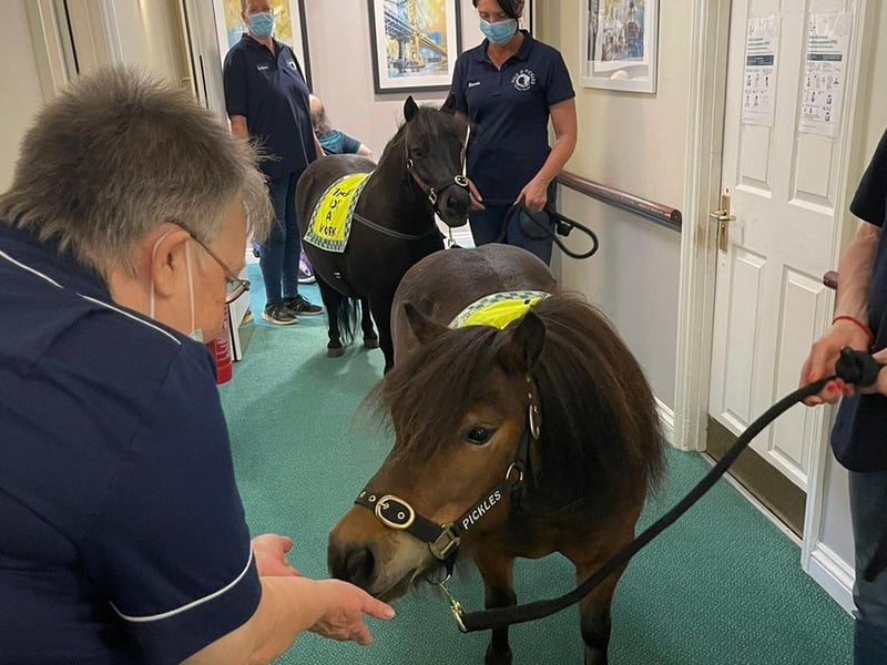 Therapy ponies visit Barchester Longueville Court residents door to door.