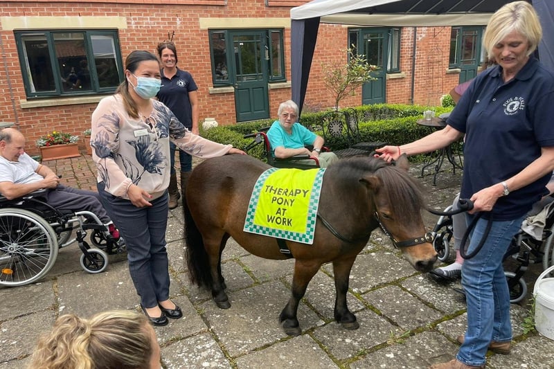 Therapy ponies visit Barchester Longueville Court residents in the gardens.