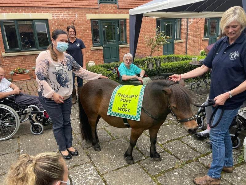 Therapy ponies visit Barchester Longueville Court residents in the gardens.