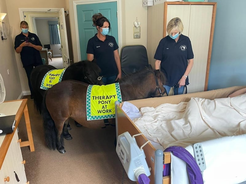 Therapy ponies visit Barchester Longueville Court residents door to door.