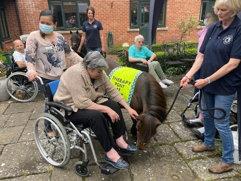 Therapy ponies visit Barchester Longueville Court residents in the gardens.