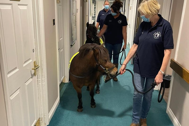 Therapy ponies visit Barchester Longueville Court residents door to door.