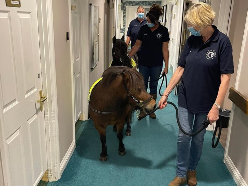 Therapy ponies visit Barchester Longueville Court residents door to door.