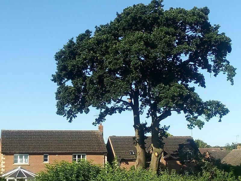 The ancient oak tree in Ringwood, Bretton. Photo: Richard Simcox.
