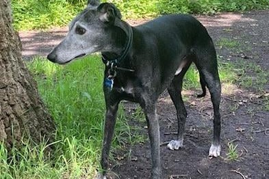 Karen Bailey's greyhound is pictured here in Hampden Park, having a 'senior moment' whilst watching squirrels. SUS-210730-110836001