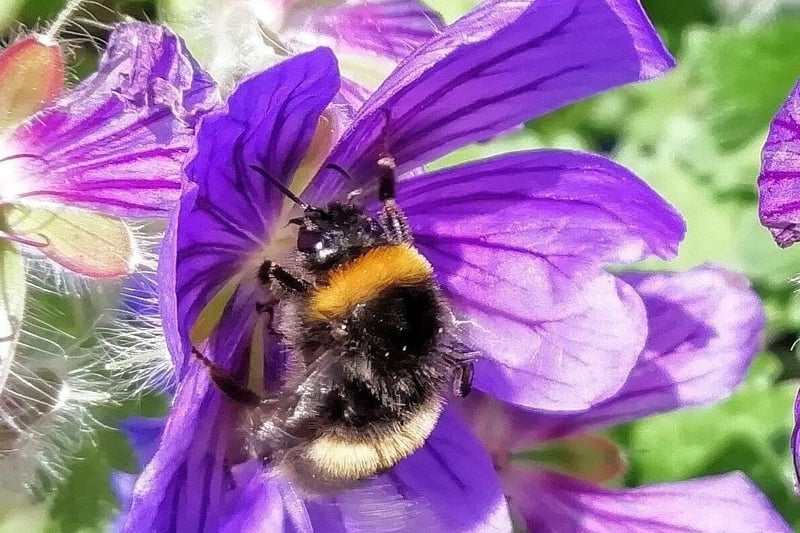 Bumblebee enjoying the geraniums in the back garden, taken with a Huawei smartphone by Don Mackay. SUS-210730-111502001
