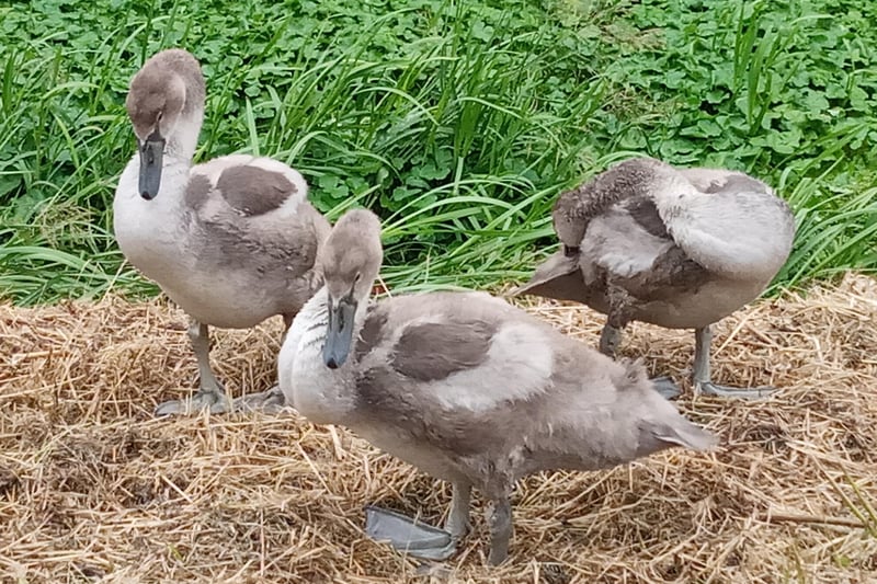 Big world ahead for these cygnets, taken by Kelvin Luscombe at Cross Levels Way with a Sony Experia. SUS-210730-111751001