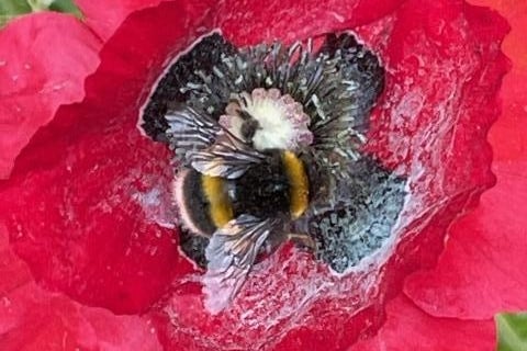 Bee harvesting nectar, taken by Jacqui Astridge with an iPhone. SUS-210730-105331001