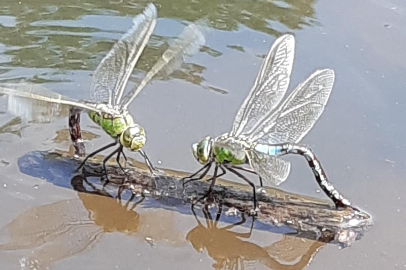 Charlotte Gifford sent us this lovely image. "This photograph was taken by my son, Jacob Clifford, 10, of two dragonflies 'chatting'...he took it on my Samsung Galaxy and he would be over the moon to see it in print," she said. SUS-210730-104149001