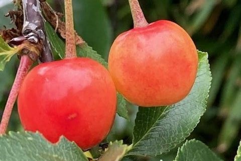 Home grown cherries, taken by Anne Norton with an iPhone. SUS-210730-110206001