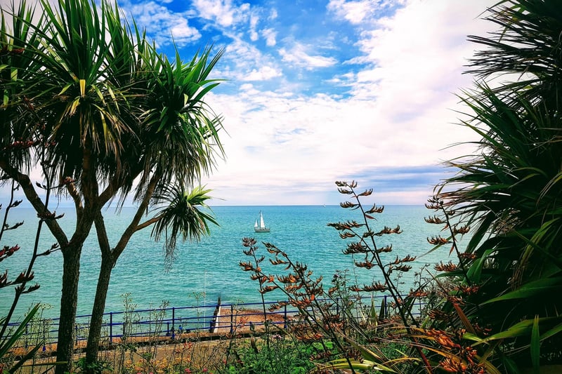 A sailboat beyond the palm trees on Eastbourne seafront, taken by Bob Newton with a Samsung S8. SUS-210730-110436001