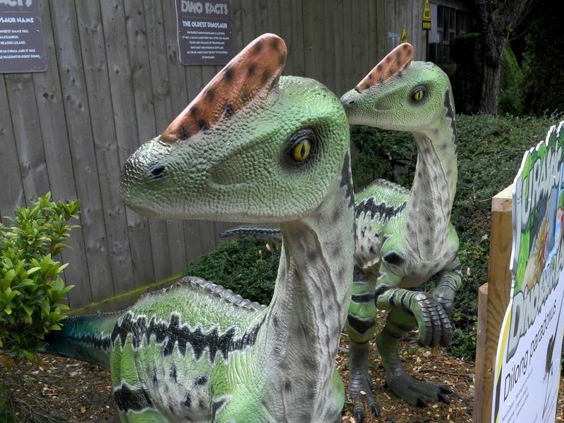 There are 25 dinosaurs in Jurassic Falls in Skegness Aquarium.