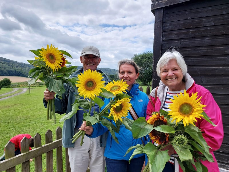 A selection of picked sunflowers at Bignor Roman Villa SUS-210408-101925001