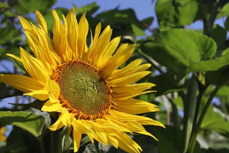 A blooming sunflower at Bignor Roman Villa SUS-210408-101937001