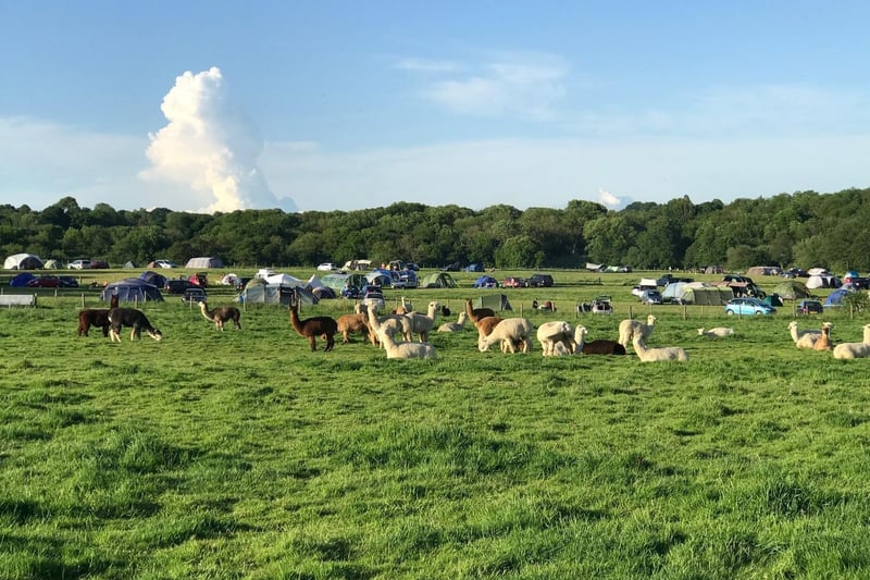 Alpaca Camp, Chailey, East Sussex offers friendly South Downs camping surrounded by alpacas, llamas and a camel.