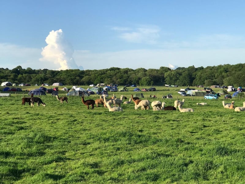 Alpaca Camp, Chailey, East Sussex offers friendly South Downs camping surrounded by alpacas, llamas and a camel.