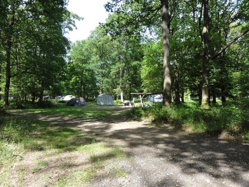 Foxwood Camping at Patching, West Sussex is a beautiful family focused campsite situated at the bottom of an oak forest valley in the South Downs.
