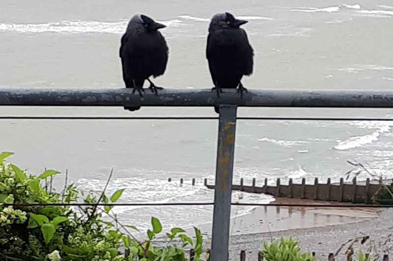 Pair of jackdaws at the Crow's Nest at Holywell, taken by Alison Cushing. SUS-211108-121545001