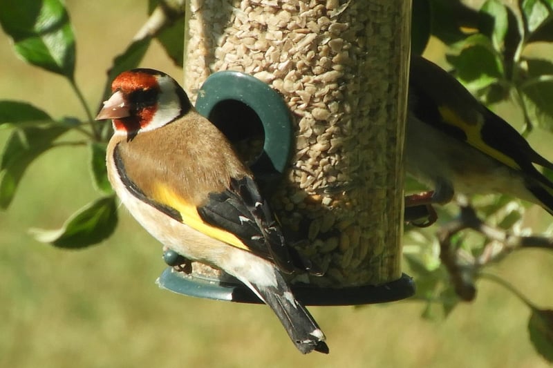 Goldfinch on a bird feeder, by Klaus Jerzembeck. SUS-211108-122541001