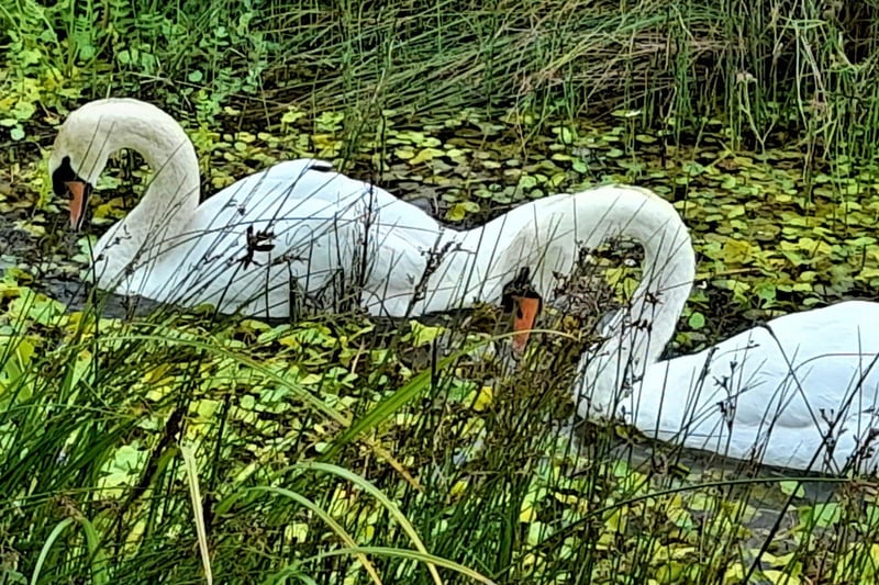 Pair of swans on Pevensey Levels, taken by Terry Crossinggum with a  Samsung A21 smartphone. SUS-211108-122938001