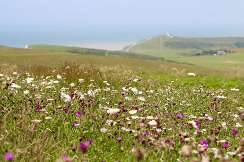 Wildflowers on Beachy Head with Belle Tout lighthouse in the background, taken by Melanie Wells with a Canon 600D EOS. SUS-211108-122717001