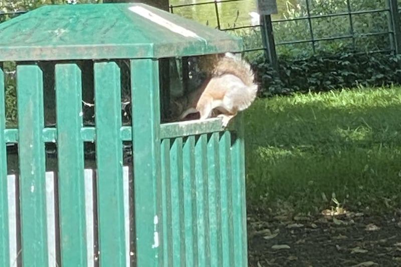 A squirrel raids a bin in Hampden Park. Taken by Tammie Evans with an  iPhone 11 Pro Max. SUS-211108-123316001