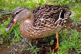 Mallard duck in Hampden Park, by Karen Bailey. SUS-211108-121857001