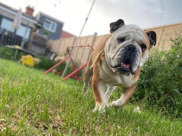 Dave the dog! Photo: Leah Mayhew