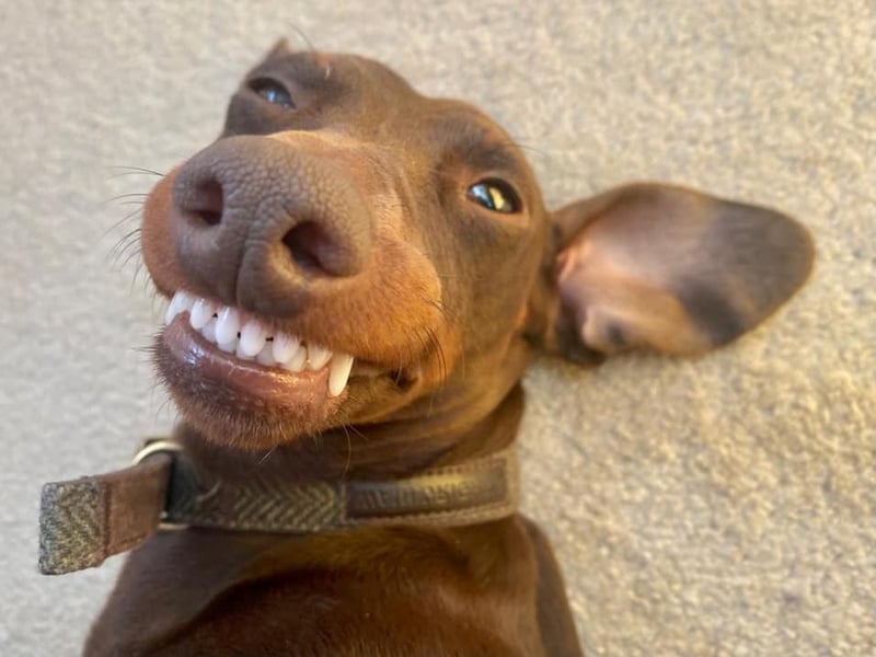 Walter with a cheeky human-like grin! Photo: Emma Lamb
