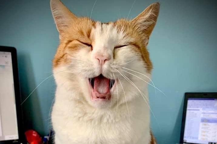 Timmy the laughing cat! Photo: Roxanne Hunt
