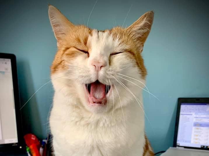 Timmy the laughing cat! Photo: Roxanne Hunt