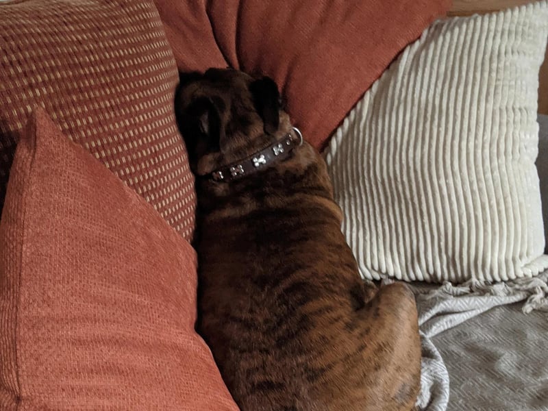 "Here's Tess. She's sulking because I wouldn't give her a potato." Photo: Jon Pollard