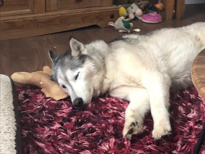 Ned. Photo: Trudi Wilson