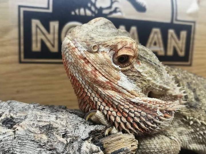 Norman the bearded dragon. Photo: Holly Stawarz