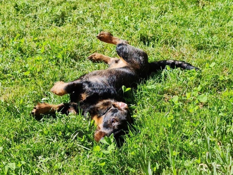 Dennis the sausage dog! Photo: Luke Milton-White