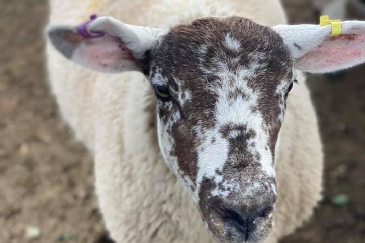 Tony the sheep. Photo: Donna Chaffe