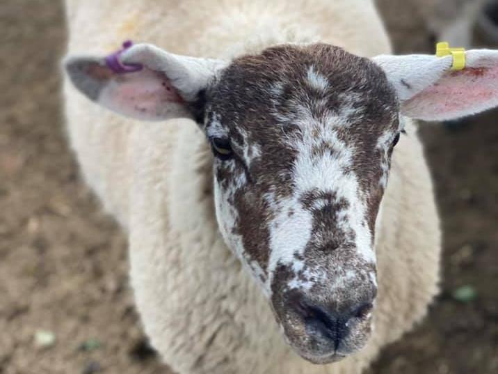 Tony the sheep. Photo: Donna Chaffe