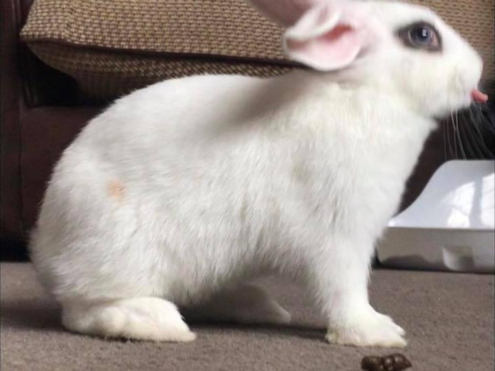 Gary the rabbit. Photo: Rachel Lord
