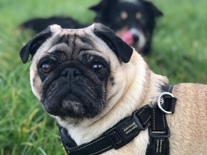 Dave the pug. Photo: Macca Mcgregor