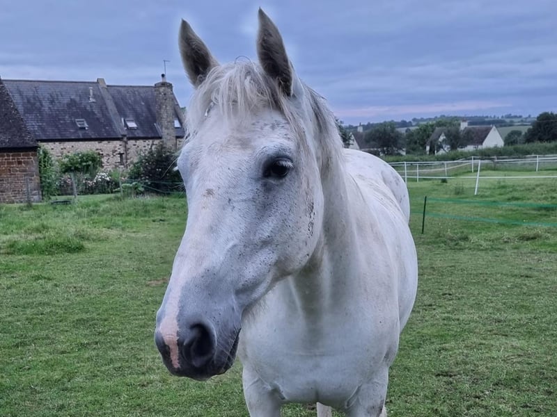Amy the horse! Photo: Nicole Boncquet
