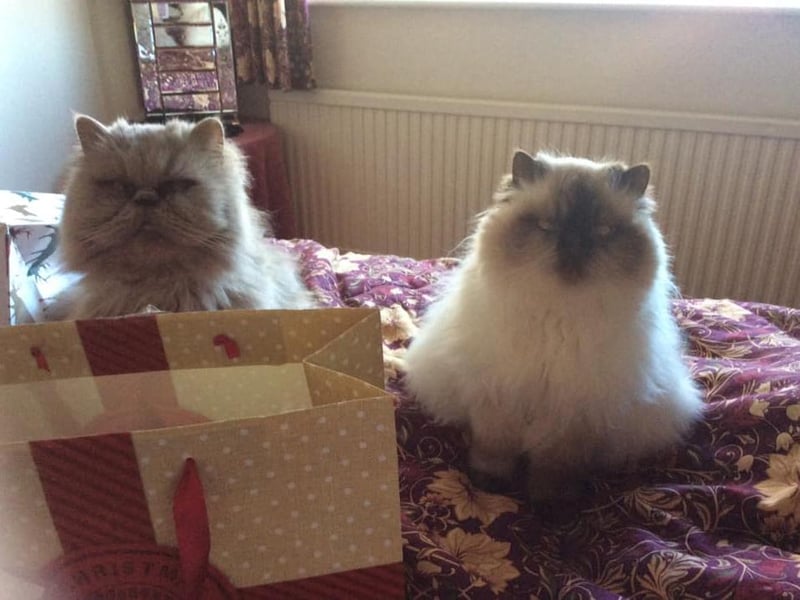 Henry and Elizabeth (these cats must have time travelled from the Tudor period!) Photo: Vanetta Peck