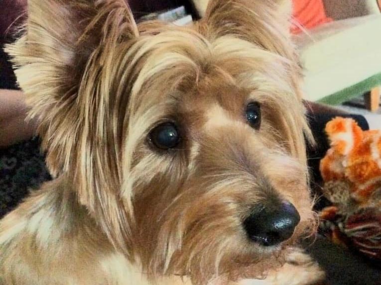 Maisie. Photo: Tracey Abbott