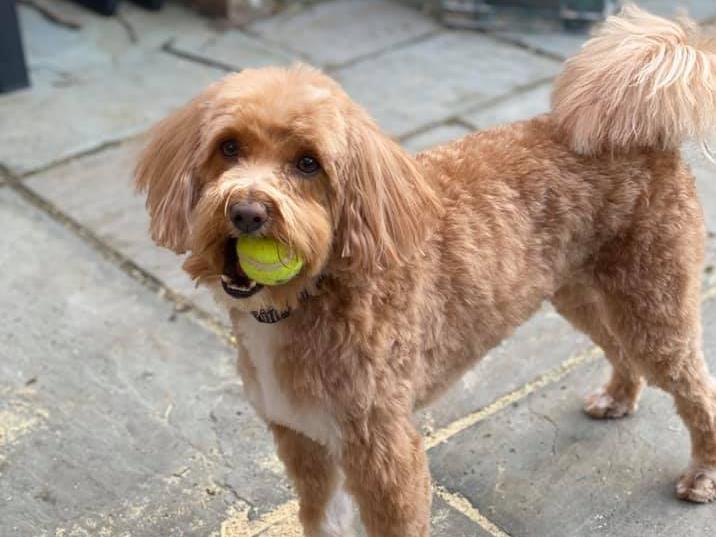 Archie. Photo: Lauren Jane Baker