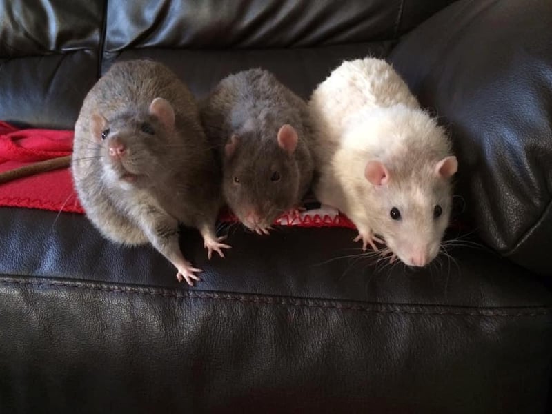 Archie, Bailey and Isaac. Photo: Kati Thompson