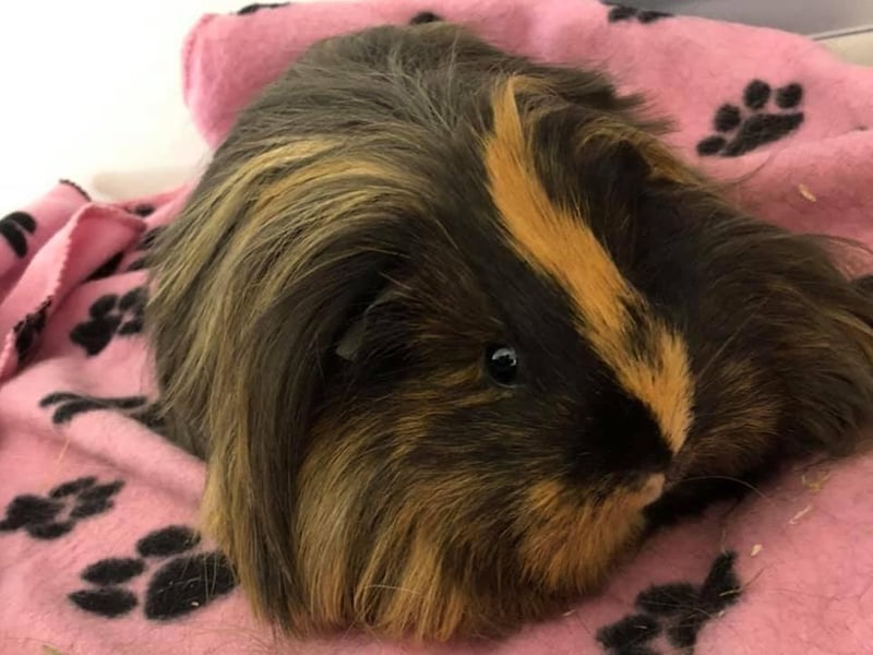 Jane the guinea pig. Photo: Becca Wildman