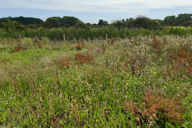 Sompting Brooks Trail were the number of species has grown to 500 since the project started two years ago